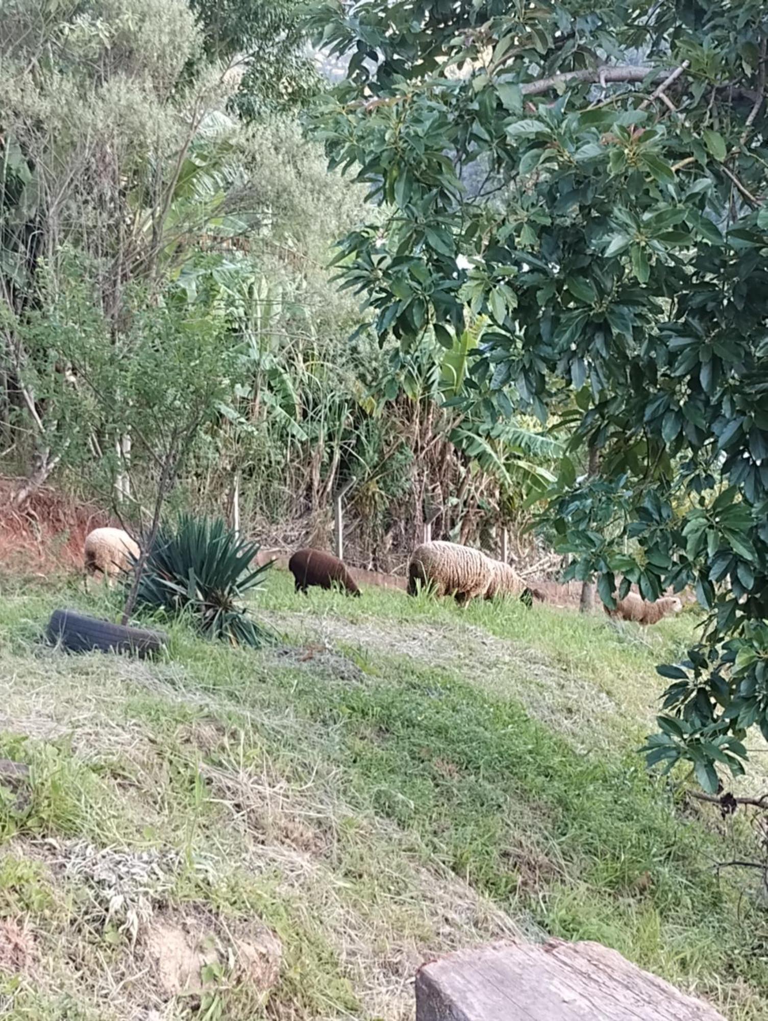 グラマド Bangalo Dos Aracas - Sitio Vo Haackヴィラ エクステリア 写真